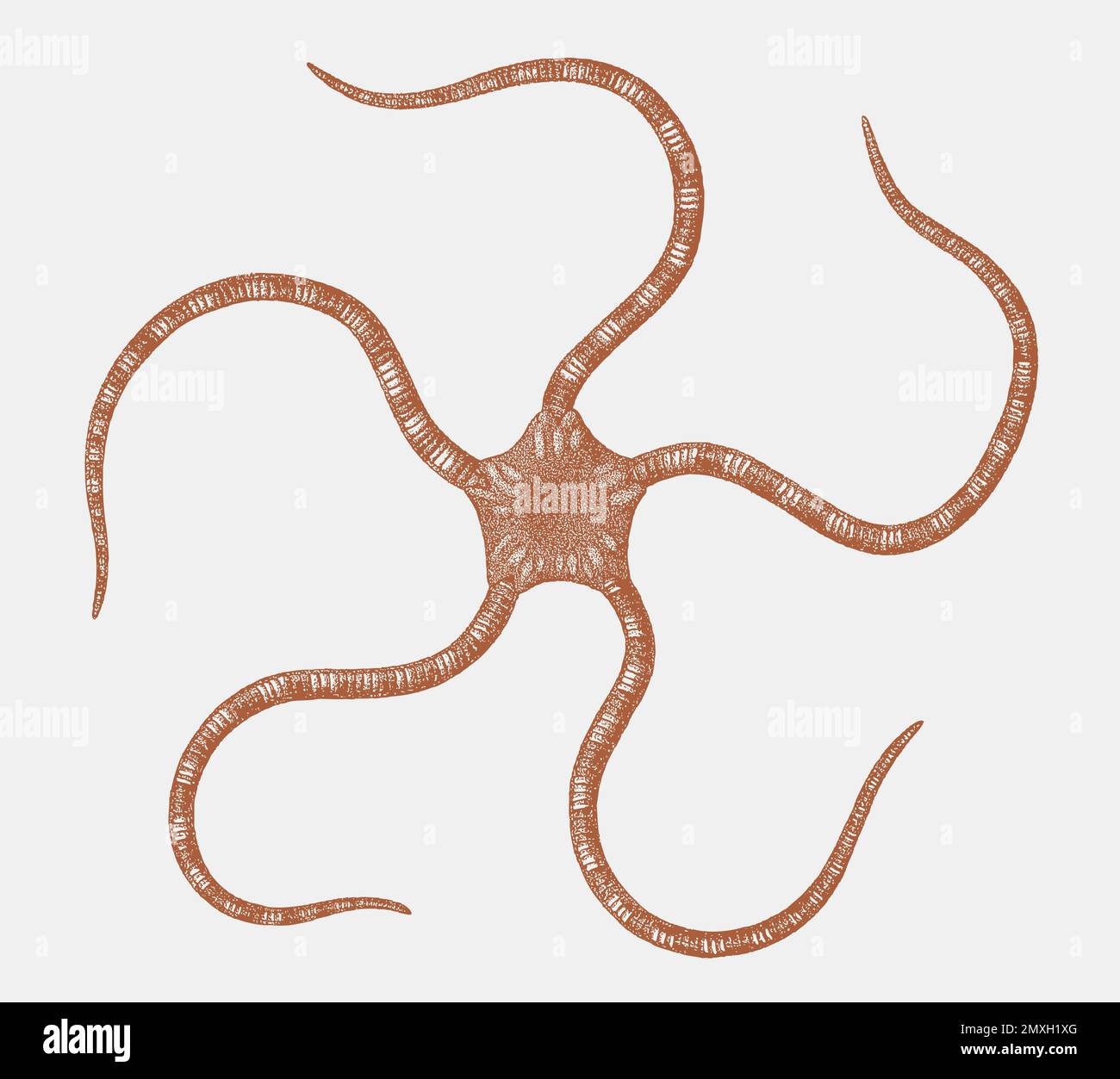 Serpent star ophiura, brittle star from northeast Atlantic Ocean Stock Vector