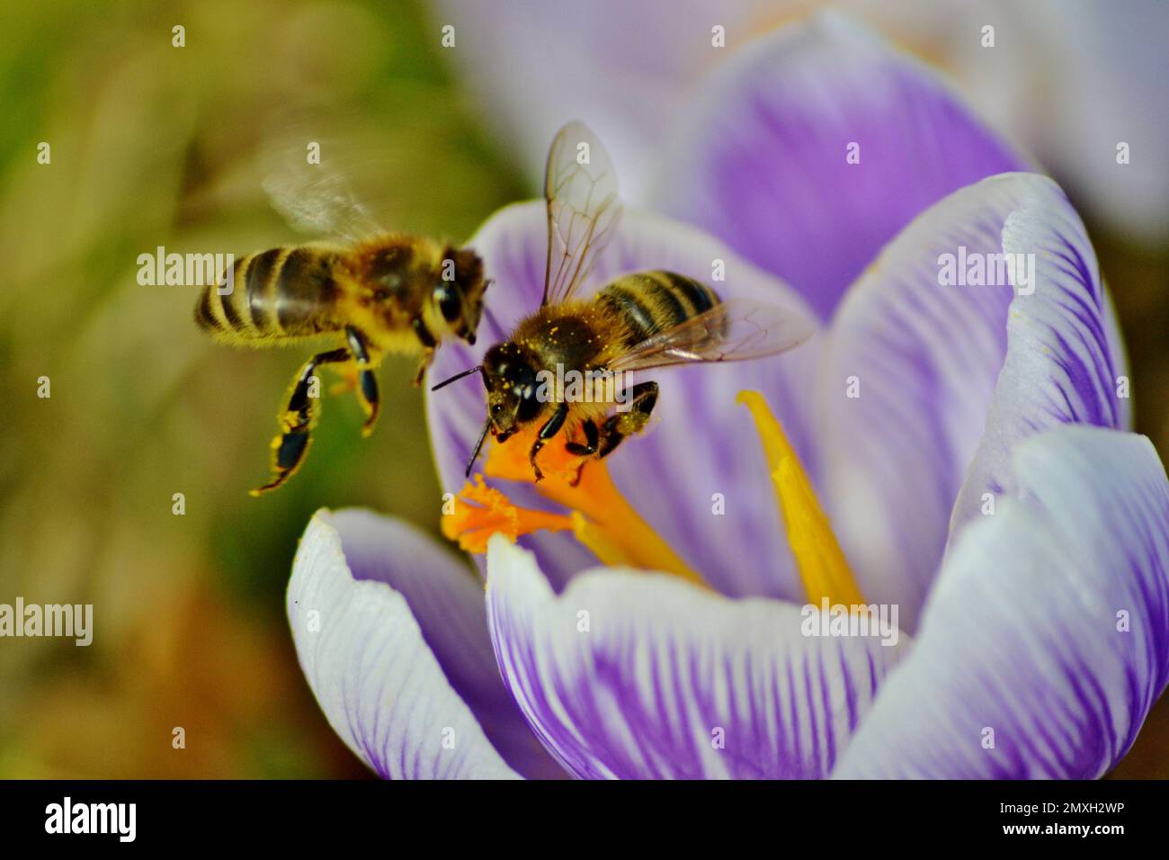 A closeup of bees sipping nectar from purple flower Stock Photo