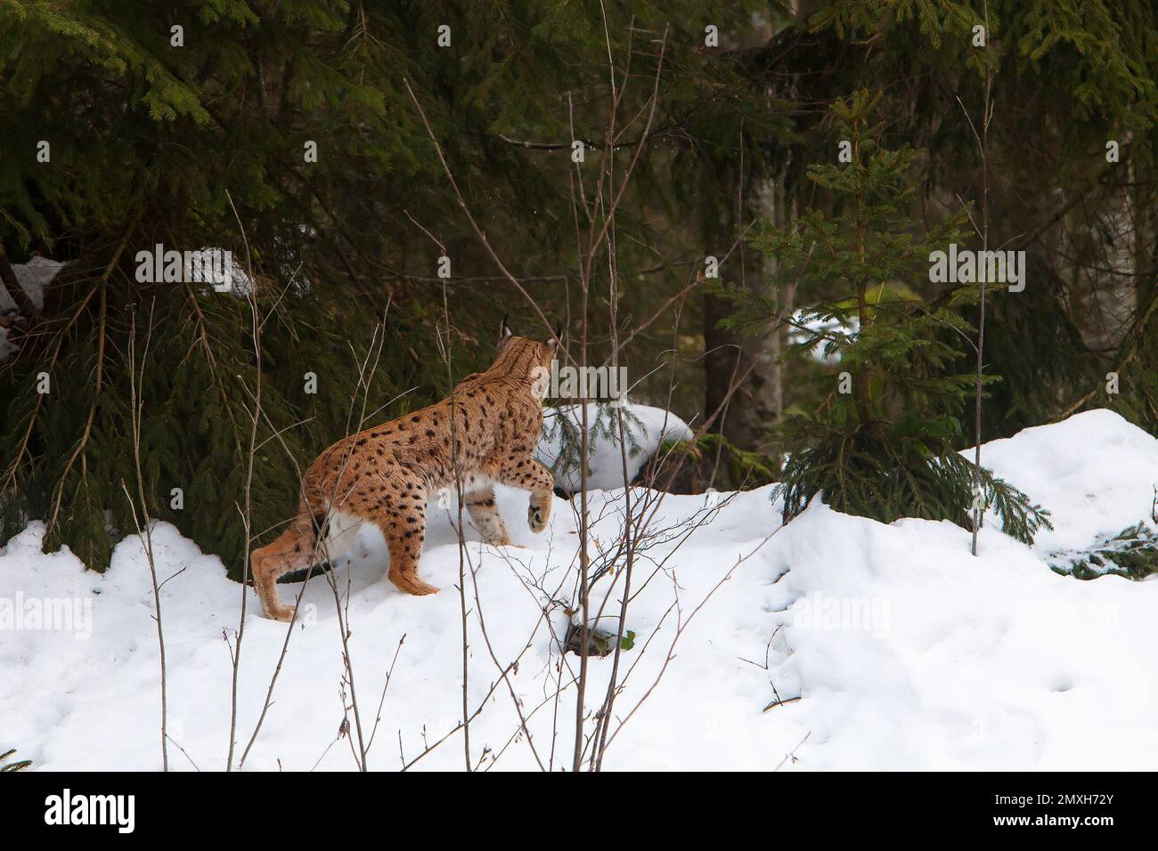 Eurasian Lynx (Lynx lynx) walking in snow in a forest in Bavarian ...