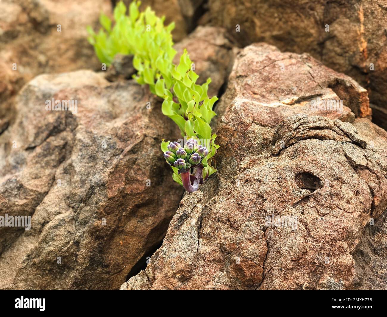 A closeup of a Bomarea growing between the rocky cliffs Stock Photo
