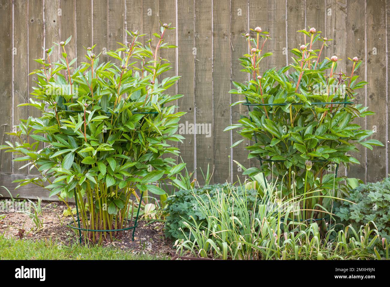 Peony plant support frame or cage. Peonies growing in a flower bed in a UK back garden Stock Photo
