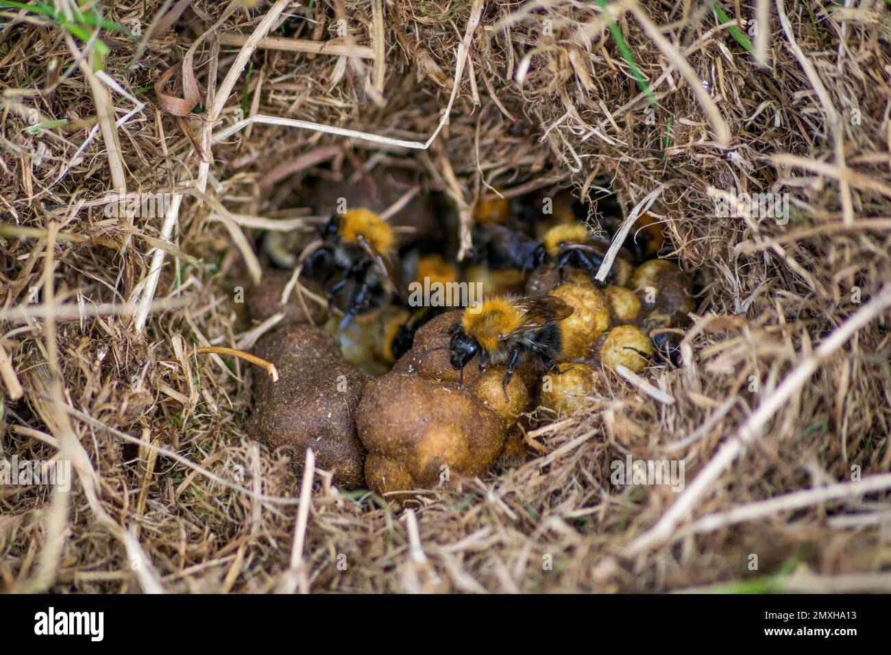 A macro shot of the brown-banded carder bees (Bombus humilis) in the straw nest in the daytime Stock Photo