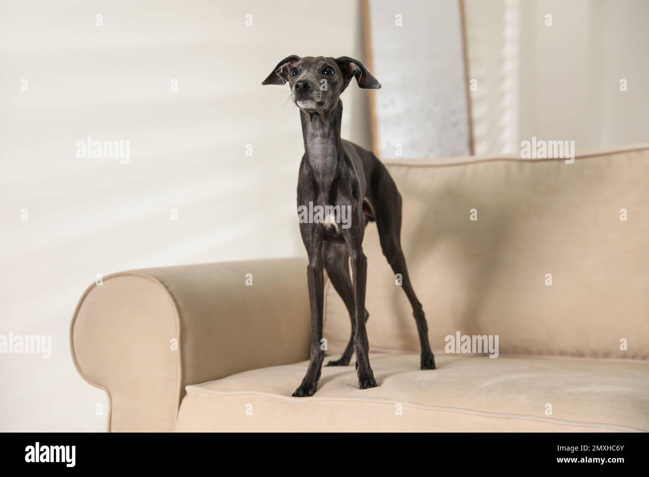 Kane-korso is a breed of dogs, one of the oldest representatives of the  Molossian group. Ancient Roman fighting dogs are considered official  ancestors Stock Photo - Alamy