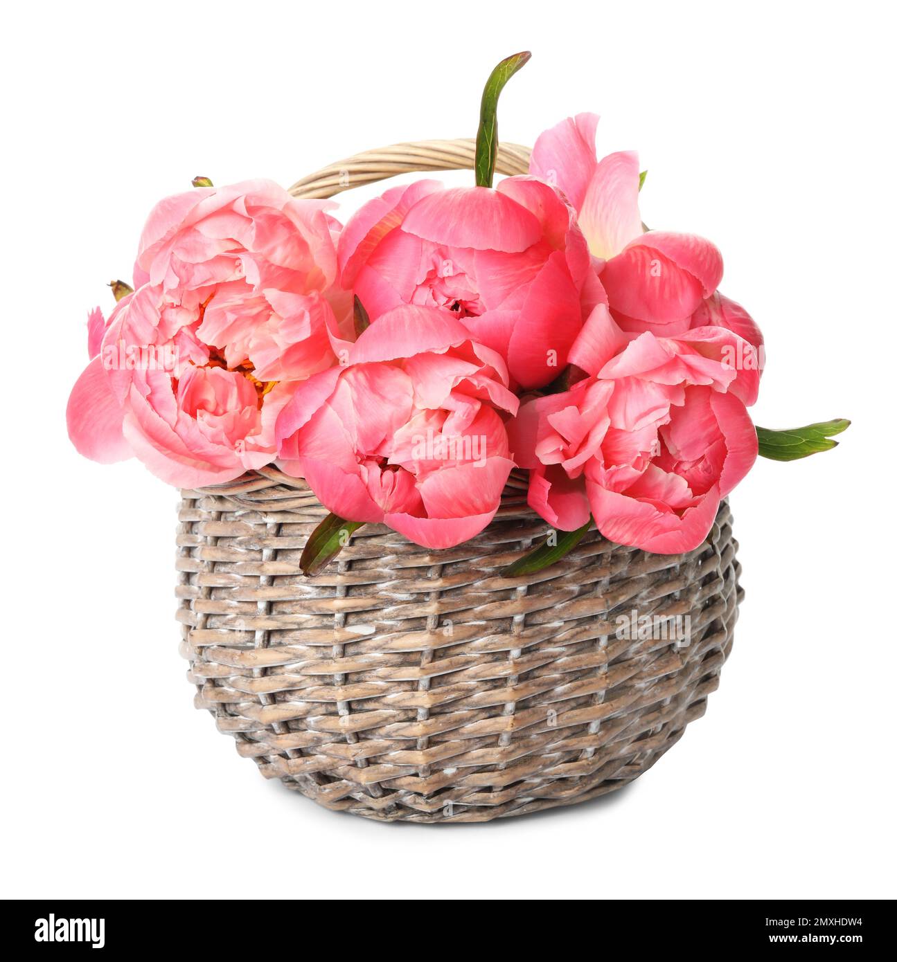 Wicker basket with beautiful pink peonies on white background Stock ...