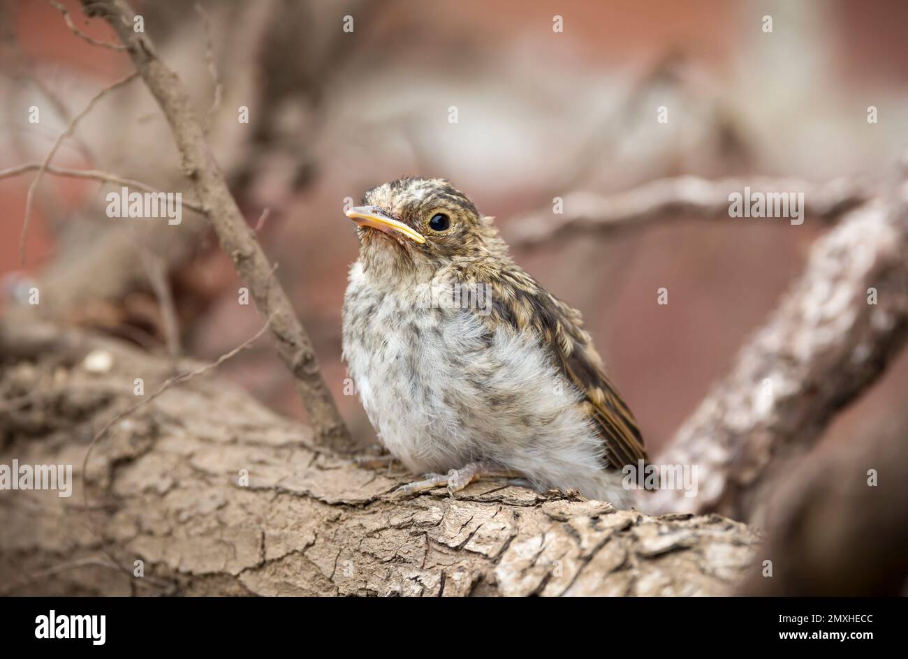 Spotted flycatcher (Muscicapa striata) chick, baby bird in a UK garden ...