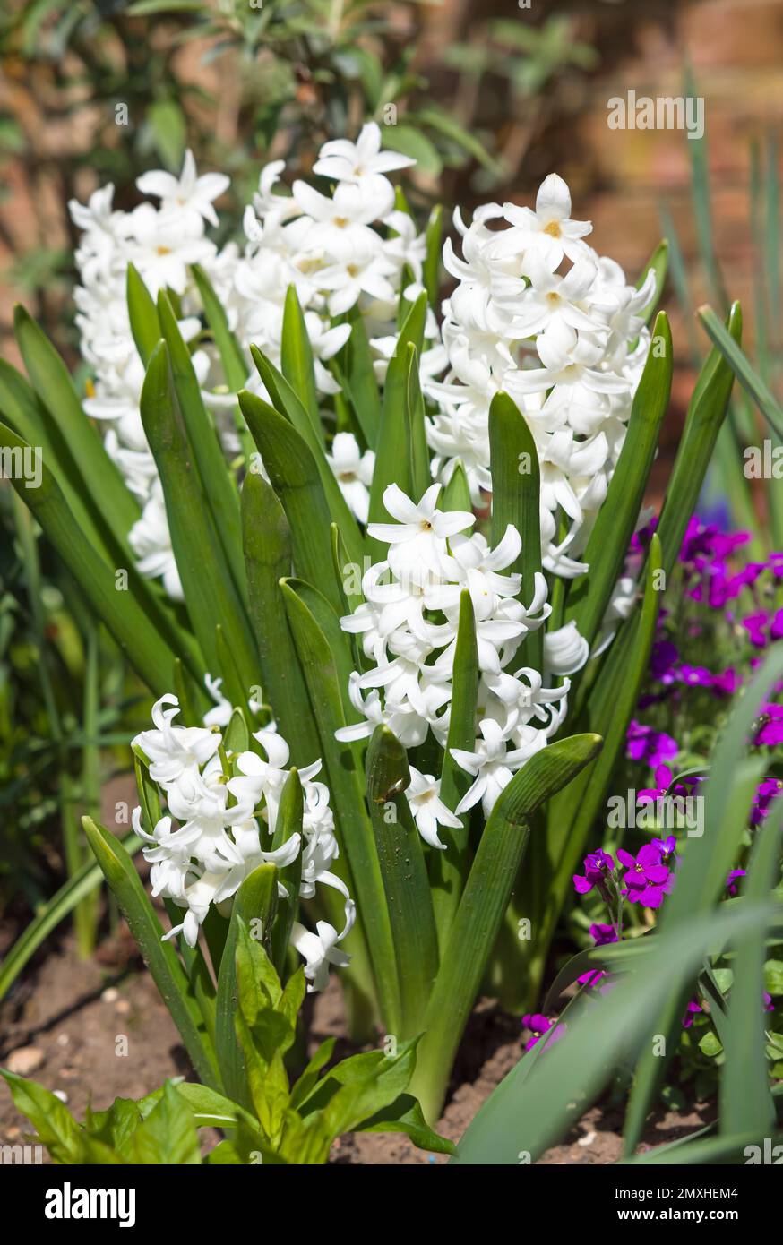 White hyacinth bulbs (Hyacinthus) growing in a flowerbed in an English garden in spring Stock Photo