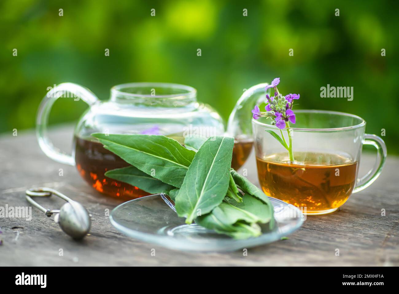 cup of herbal tea with fresh leaves and flowers Matthiola incana, Brompton stock, common stock, hoary stock, ten-week stock, and gilly-flower tea with Stock Photo