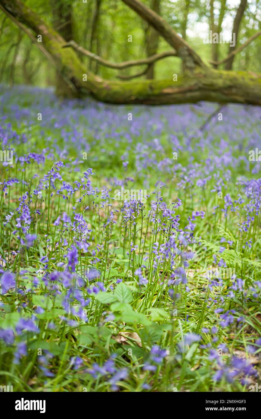 Wild bluebell flowers common blue bell hyacinthoides non scripta