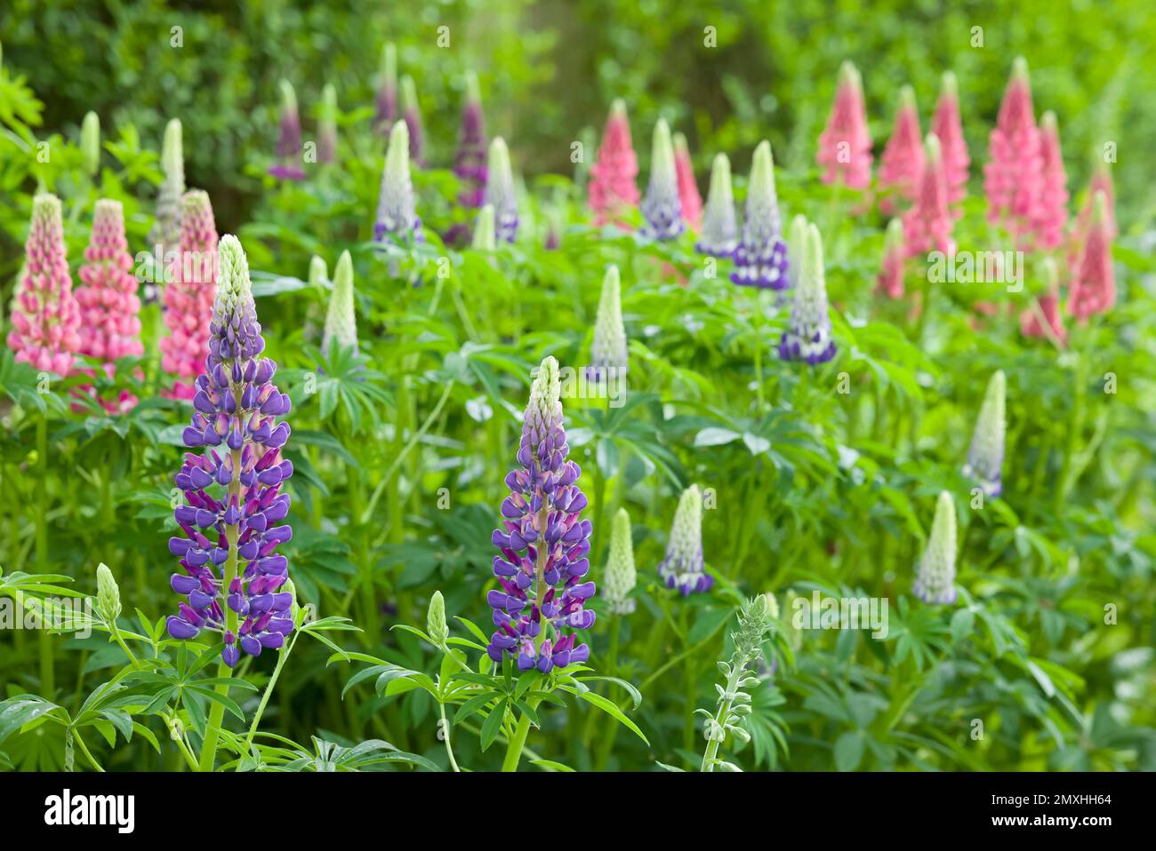 Lupin flowers, lupinus plants with pink and purple flowers in a UK back garden Stock Photo