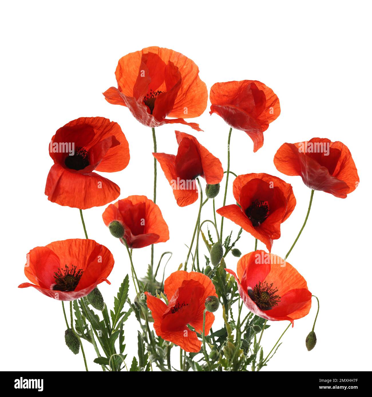Beautiful red poppy flowers isolated on white Stock Photo - Alamy