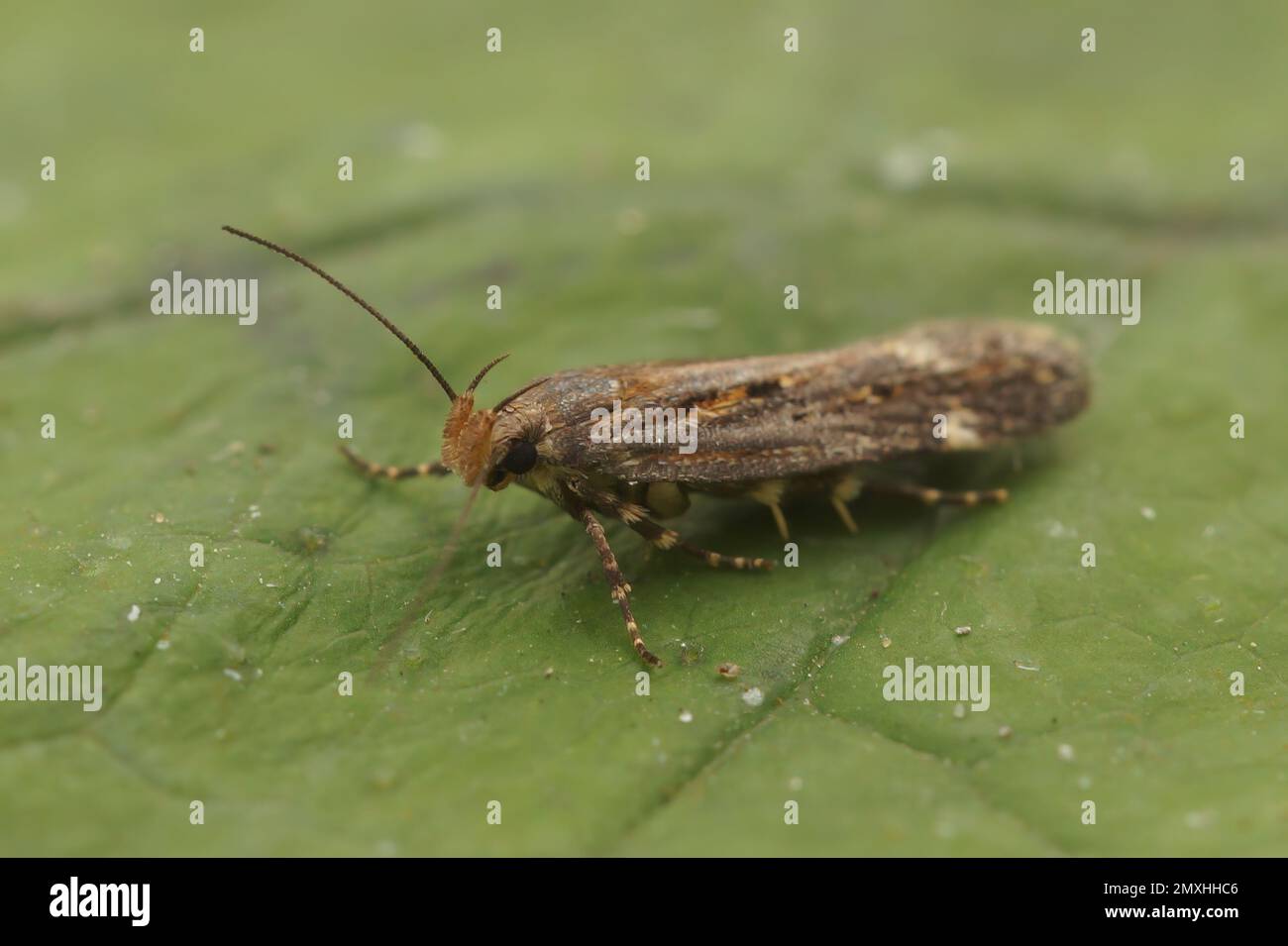 Natural closeup on a small brown Gelechiid plant parasite micro moth, Aroga velocella sitting on a green leaf Stock Photo