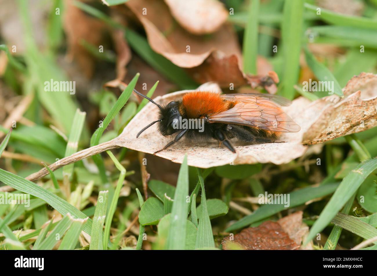 This stock photo features a homeless man with orange wings resting on a leaf in the grass Stock Photo