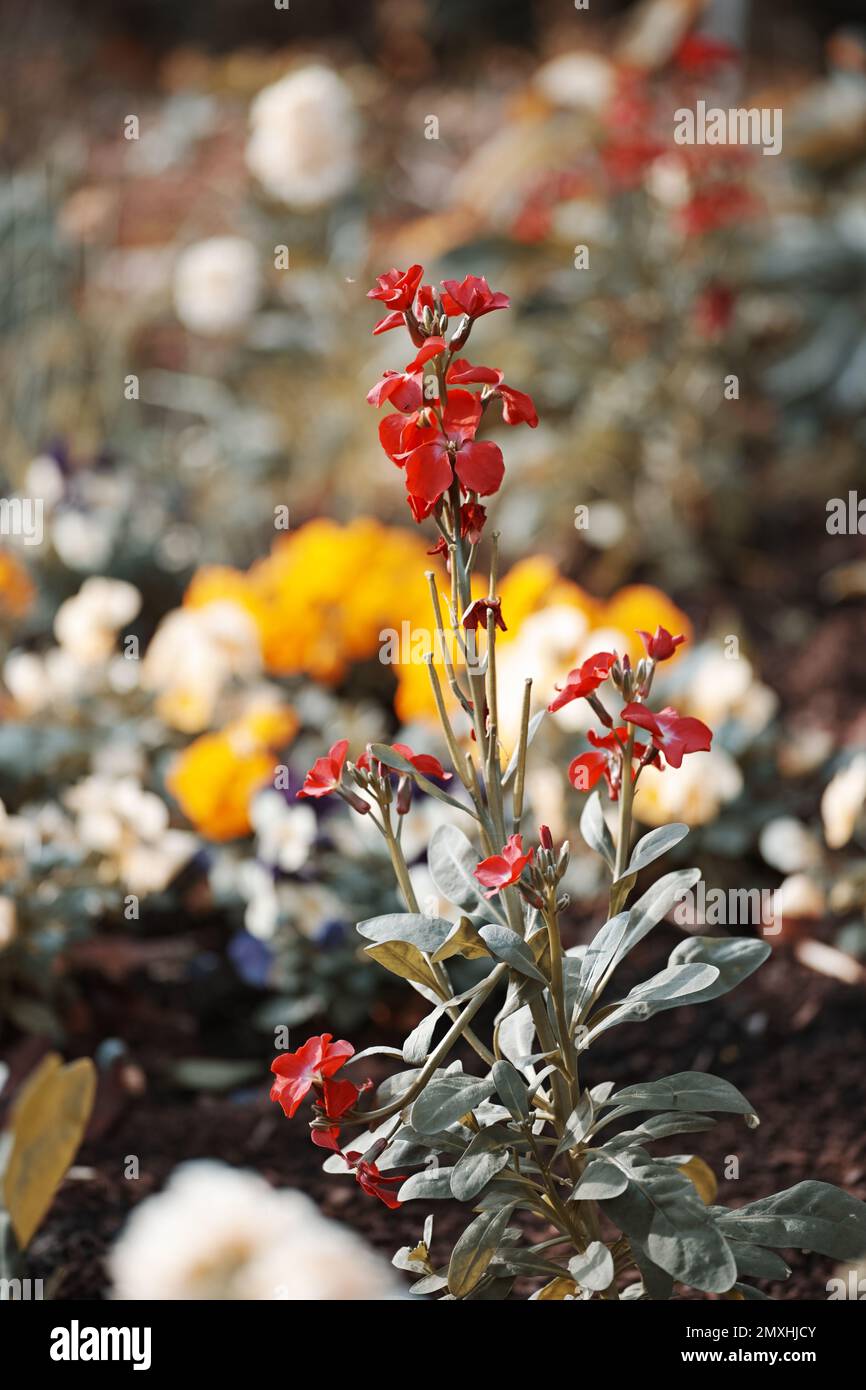 A vertical closeup shot of red erysimum cheiri flowers in a garden Stock Photo