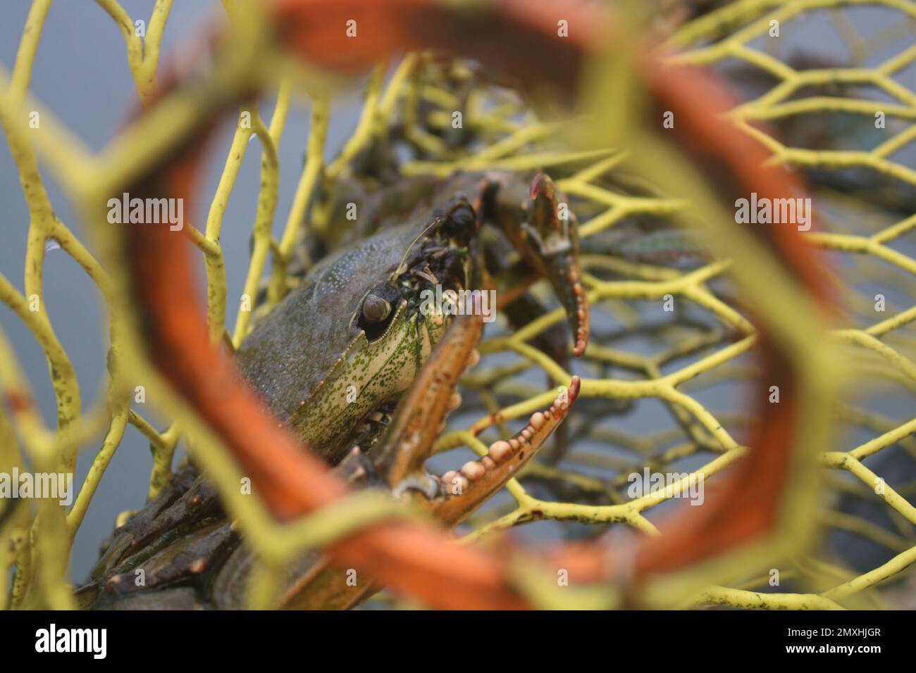 Close up photo of a live blue crab in a trap. The circle the photo was taken through is called a