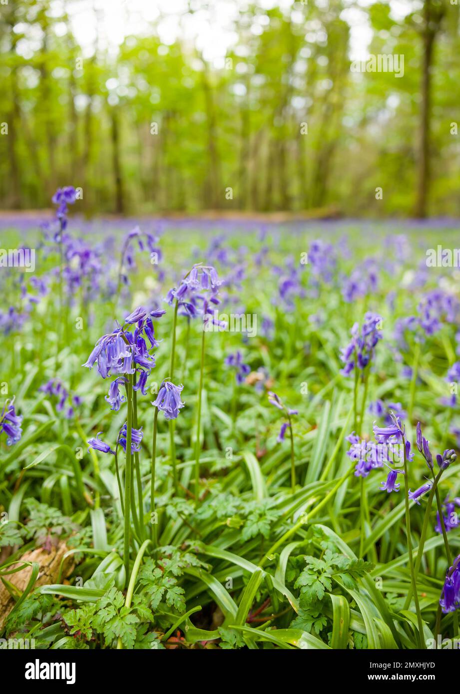 Common bluebells close up (hyacinthoides nonscripta). Native or