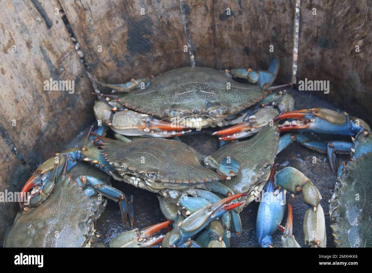 Bushel basket crabs hi-res stock photography and images - Alamy