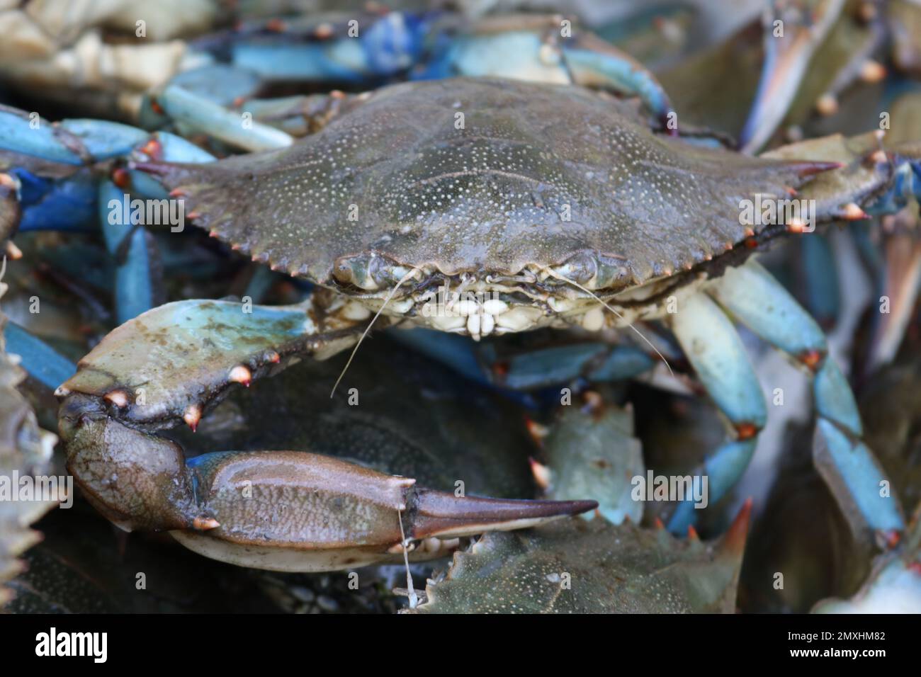 Live male blue crab with one claw on top of pile of live blue crabs