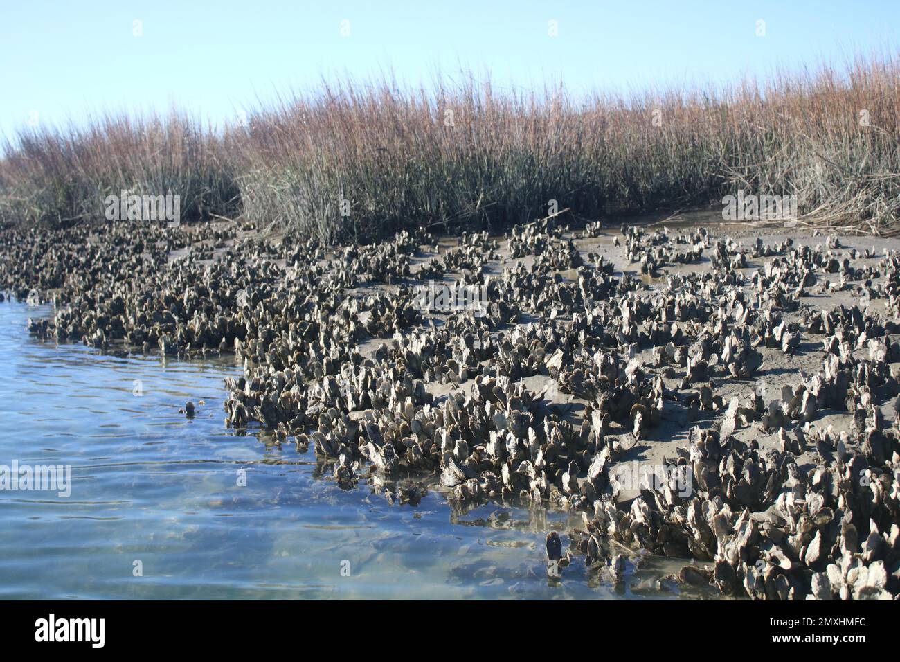 https://c8.alamy.com/comp/2MXHMFC/oyster-bed-exposed-at-low-tide-2MXHMFC.jpg