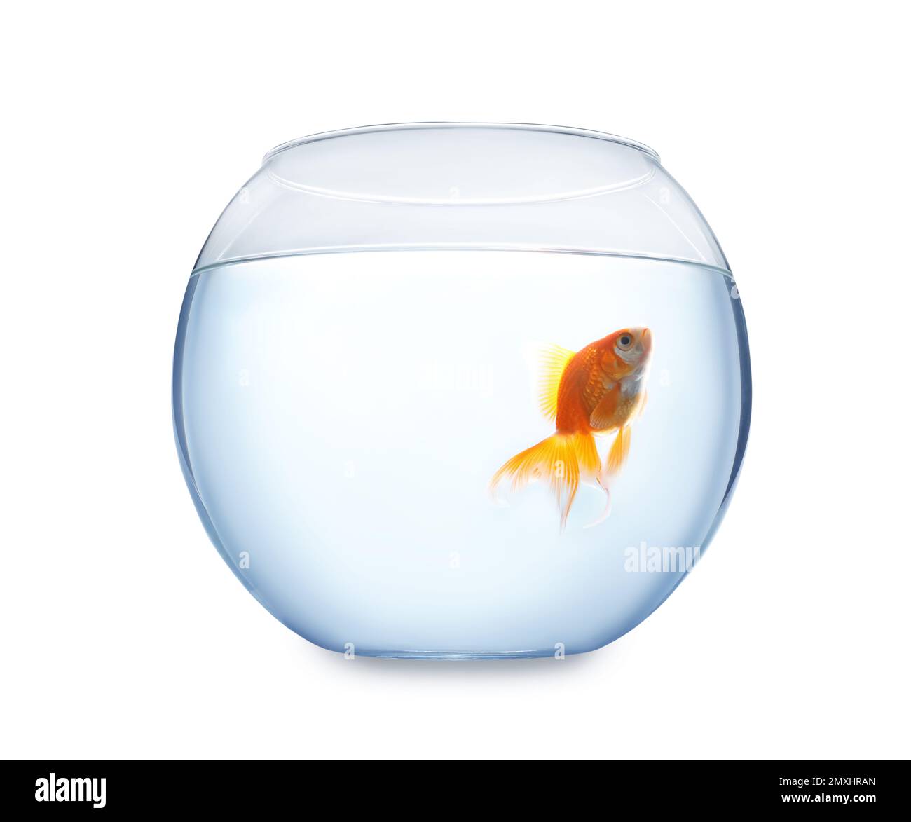 View of Beautiful bright small goldfish in round glass aquarium isolated on ...