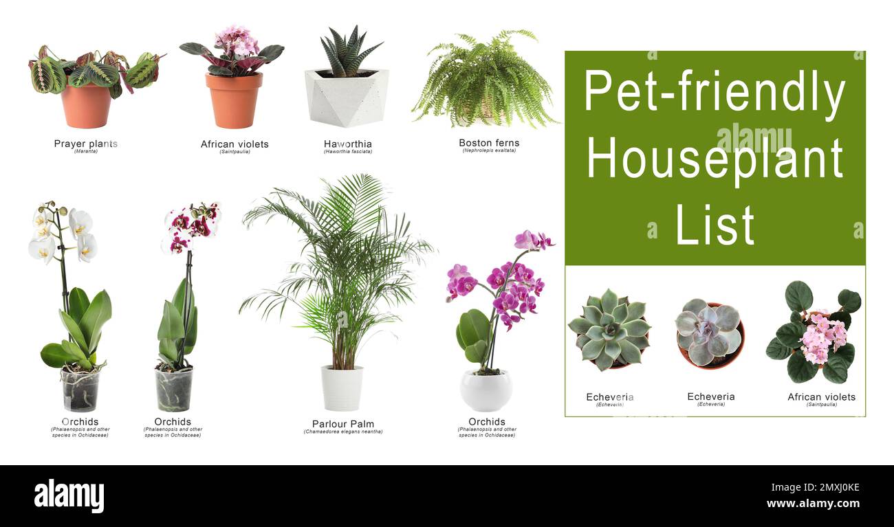 List of petfriendly houseplants on white background Stock Photo Alamy