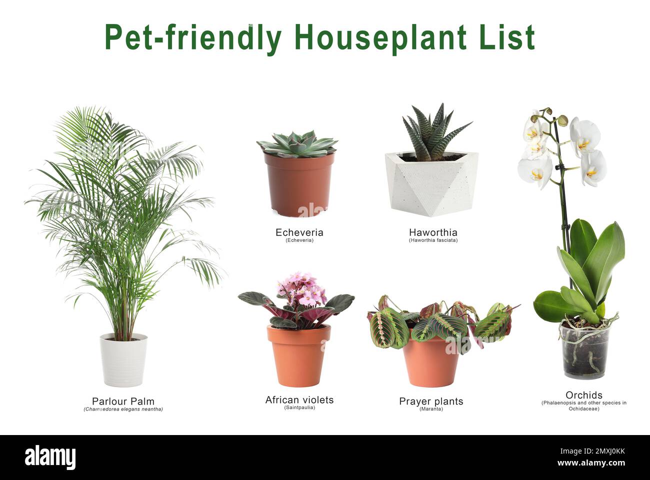 List of petfriendly houseplants on white background Stock Photo Alamy