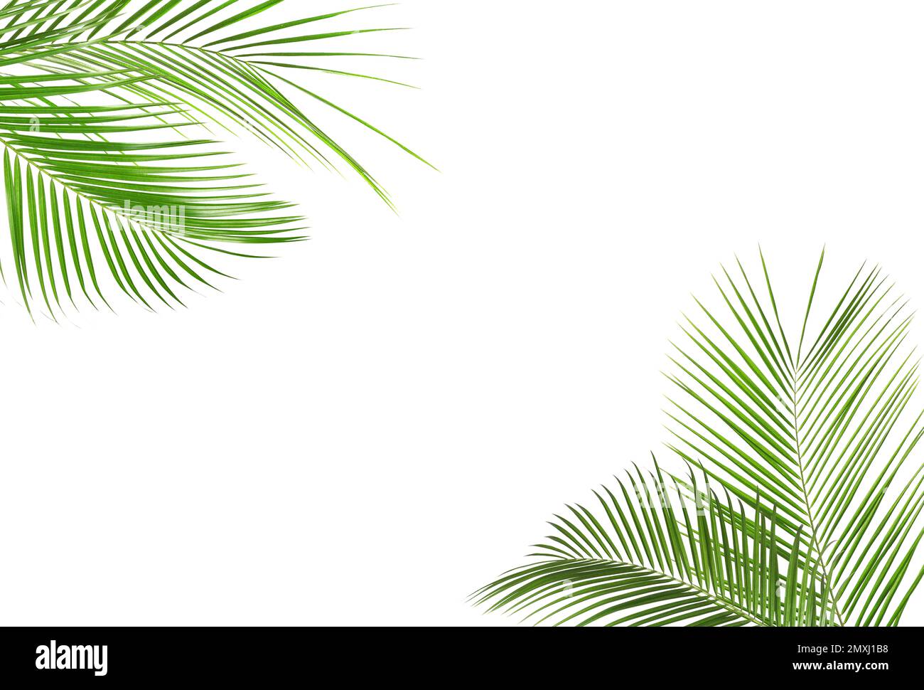 Frame made of beautiful lush tropical leaves on white background Stock ...