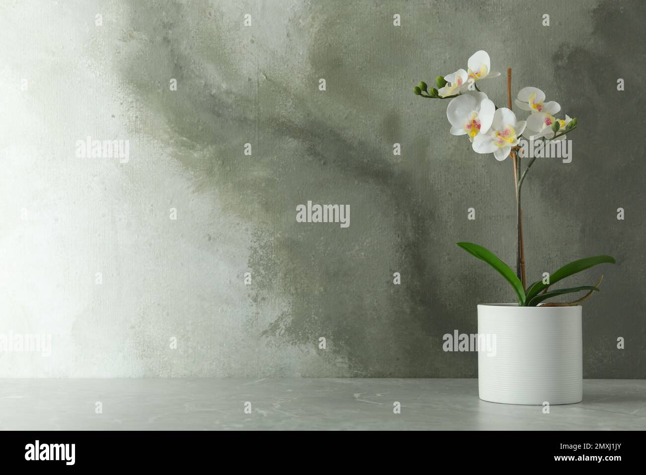Artificial orchid plant in flower pot on light grey marble table. Space for text Stock Photo