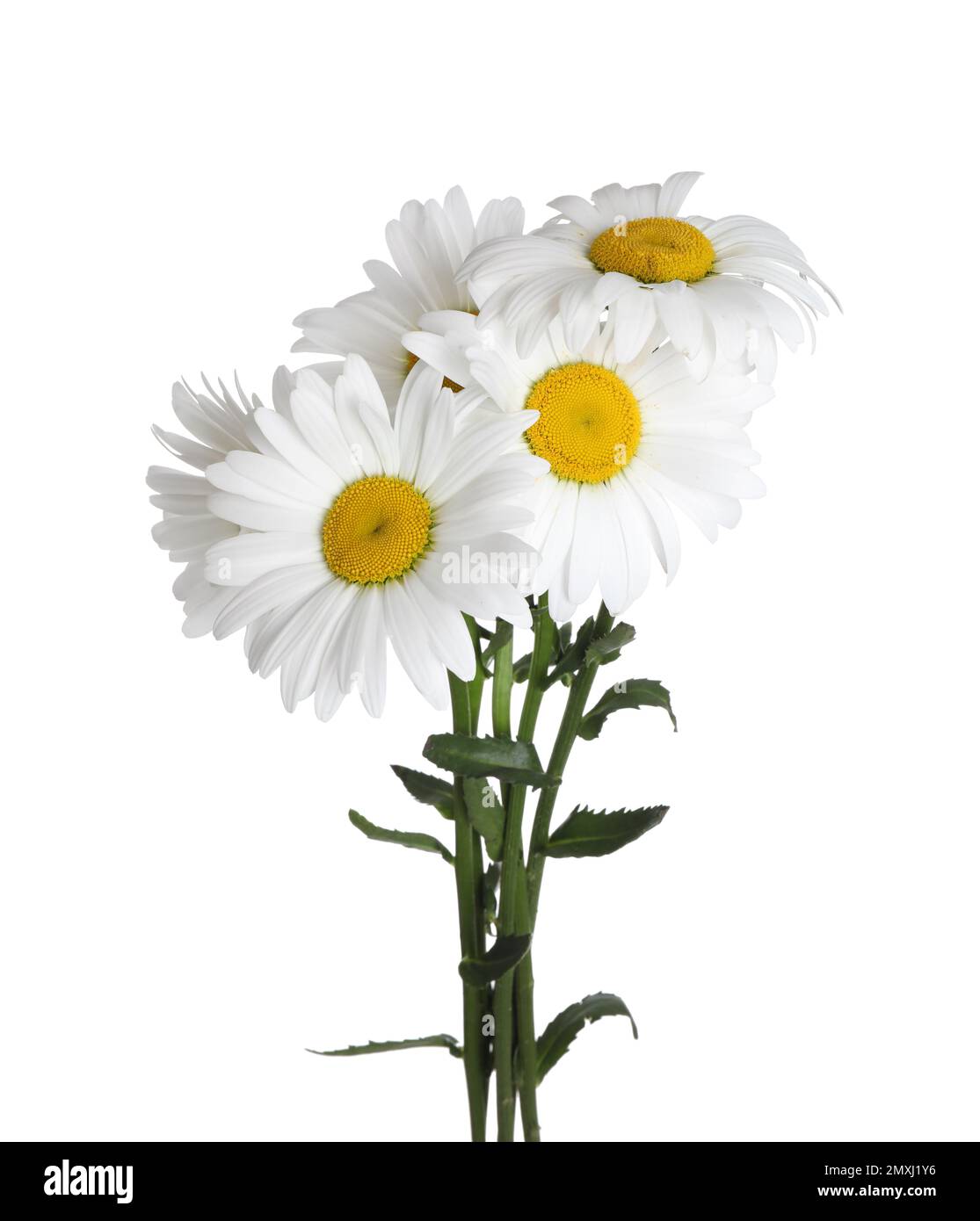 Bouquet of beautiful chamomile flowers on white background Stock Photo ...