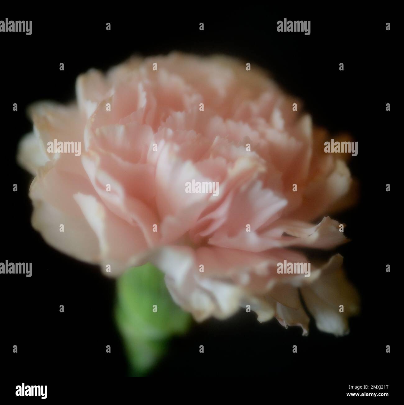 Dreamy Pink Carnation Against a Black Background Stock Photo