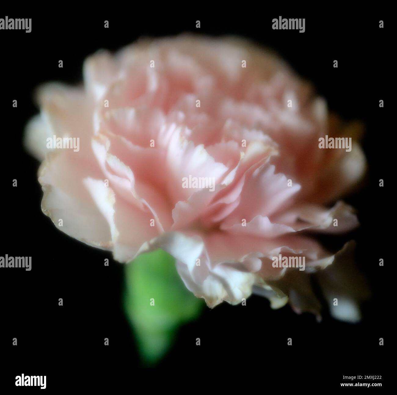 Dreamy Pink Carnation Against a Black Background Stock Photo - Alamy