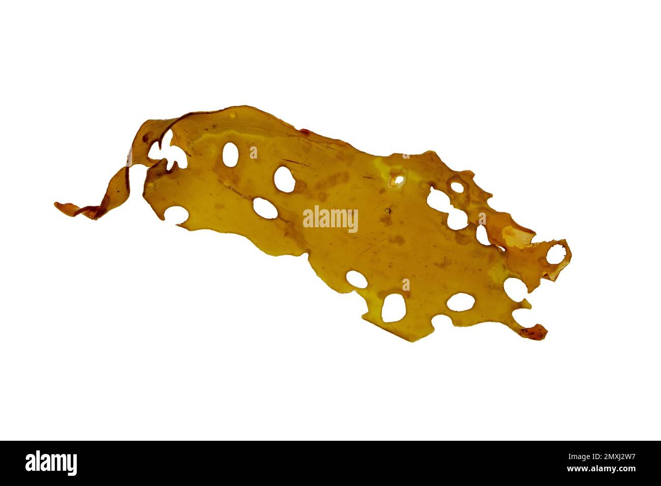 Laminaria isolated on white. Brown seaweed or kelp. Food and iodine source sea algae. Holdfast and laminae. Medicine and cosmetics ingredient. Stock Photo