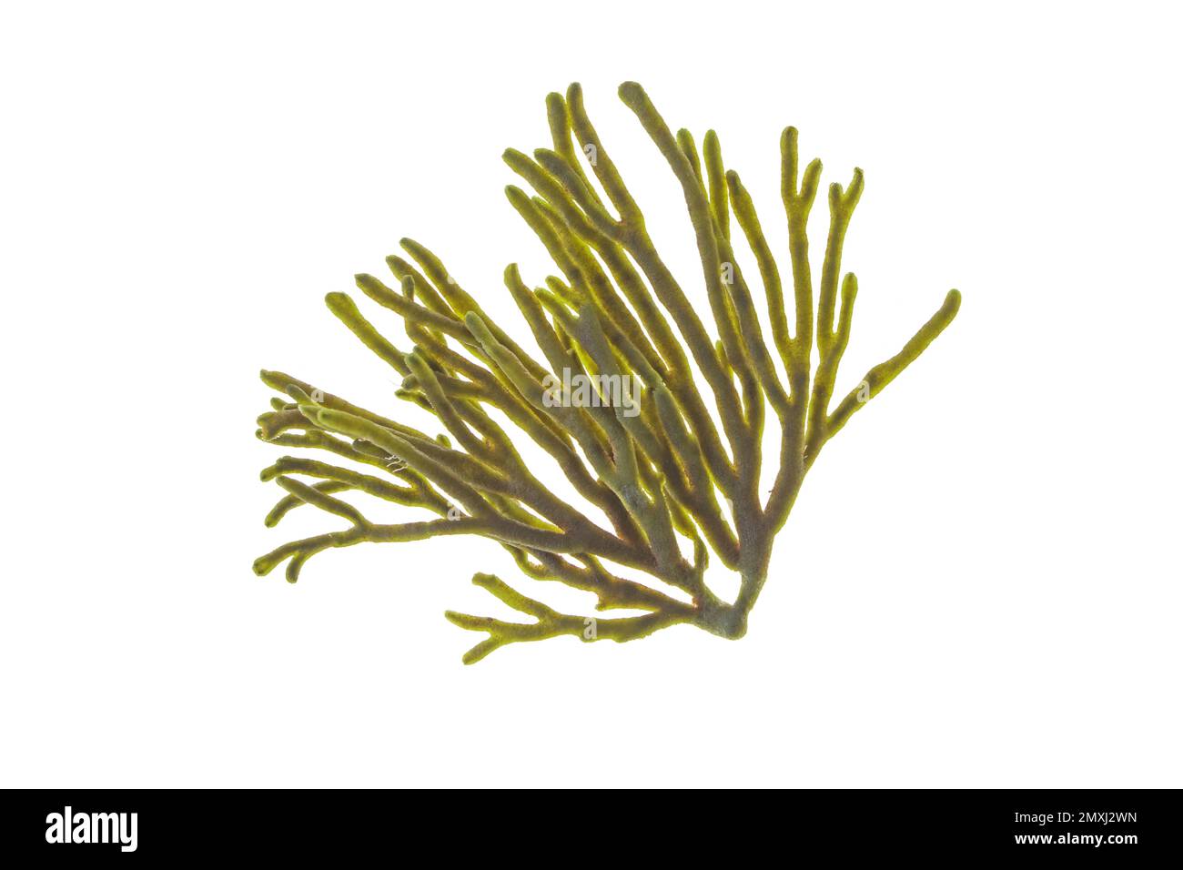 Spongeweed seaweed or or codium tomentosum or velvet horn isolated on white. Green alga branch. Stock Photo