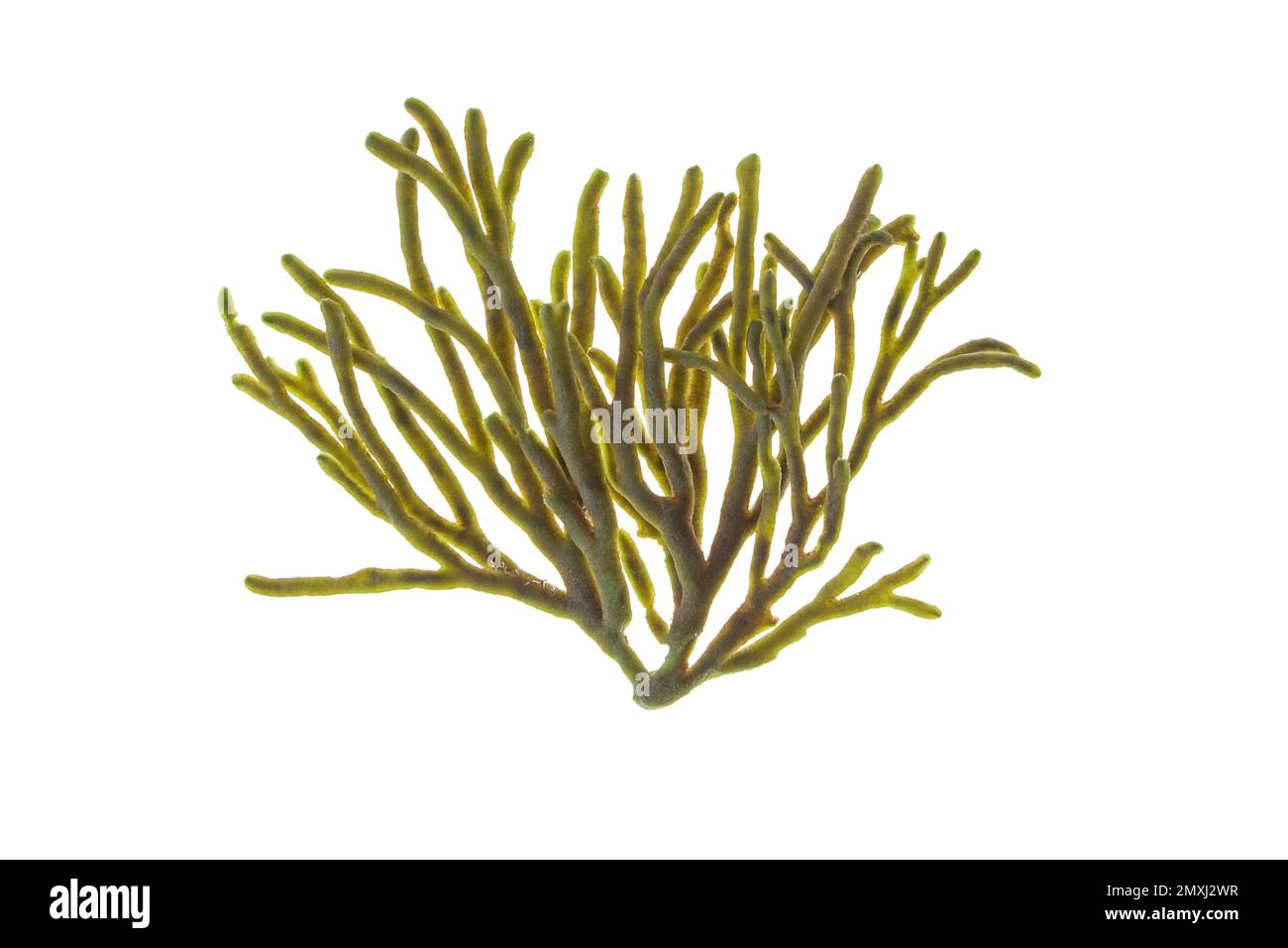 Velvet horn or spongeweed seaweed isolated on white. Codium tomentosum green alga branch Stock Photo
