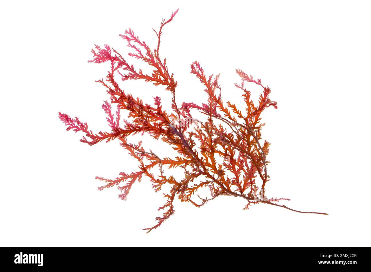Rhodophyta seaweed or red algae branch isolated on white Stock Photo