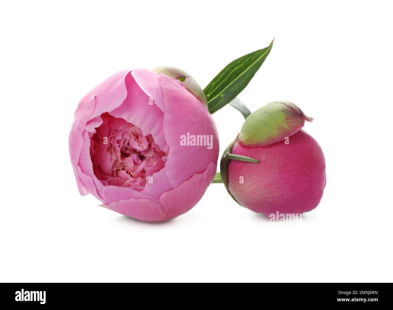 Beautiful pink peony flowers on white background Stock Photo - Alamy