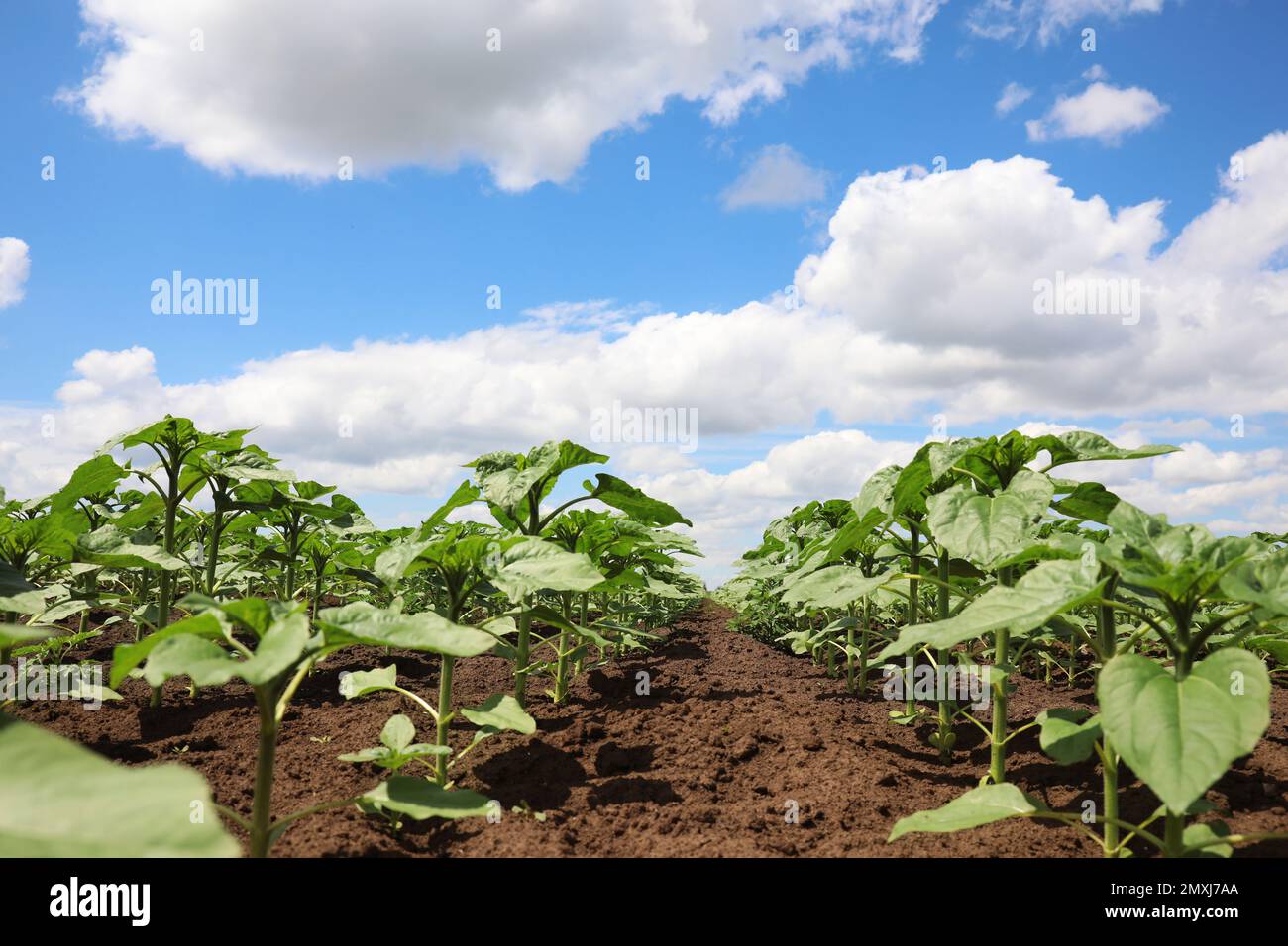 Agricultural field with young sunflower plants on sunny day Stock Photo ...