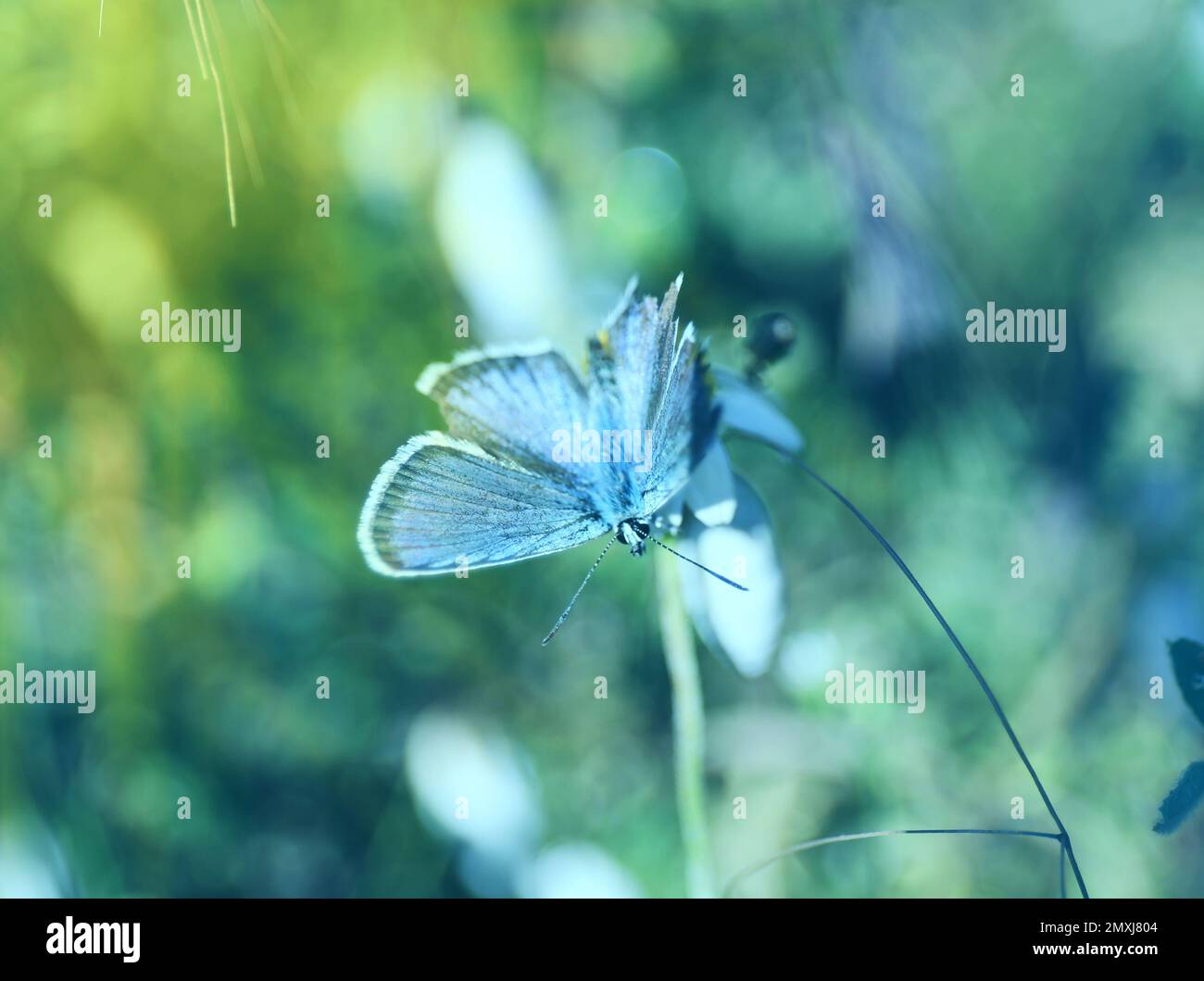 Beautiful Adonis blue butterfly on plant in field, closeup Stock Photo