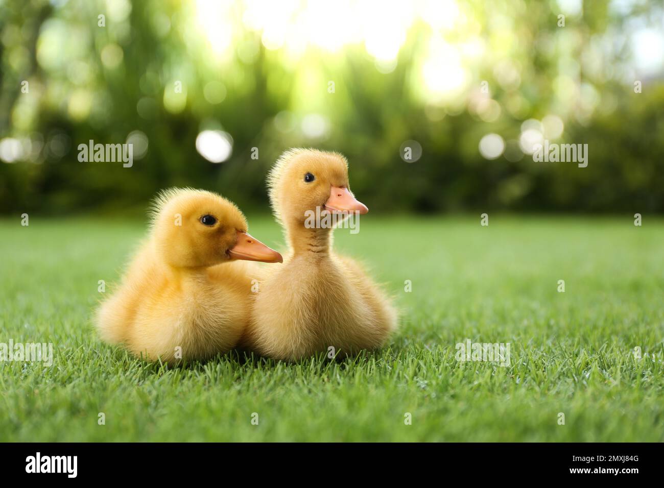 Cute Fluffy Baby Ducklings On Green Grass Outdoors Stock Photo Alamy cute-fluffy-baby-ducklings-on-green-grass-outdoors-stock-photo-alamy