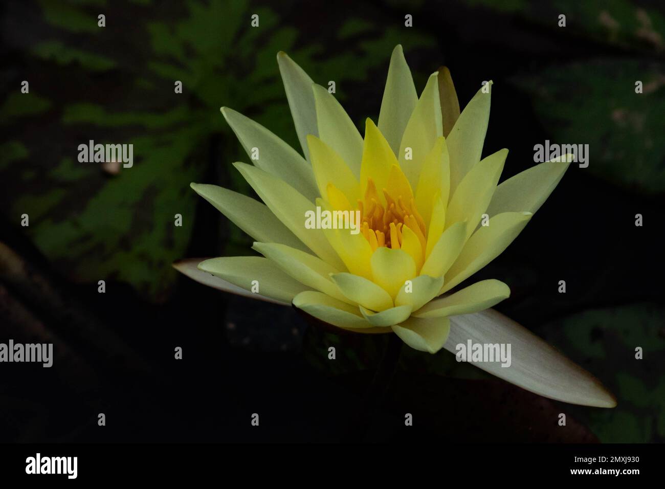 A banana water lily at Biltmore Garden in Asheville, NC. Stock Photo