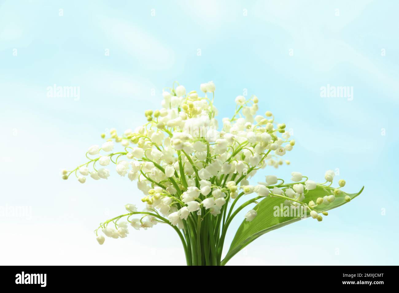 Beautiful lily of the valley flowers on light background Stock Photo ...