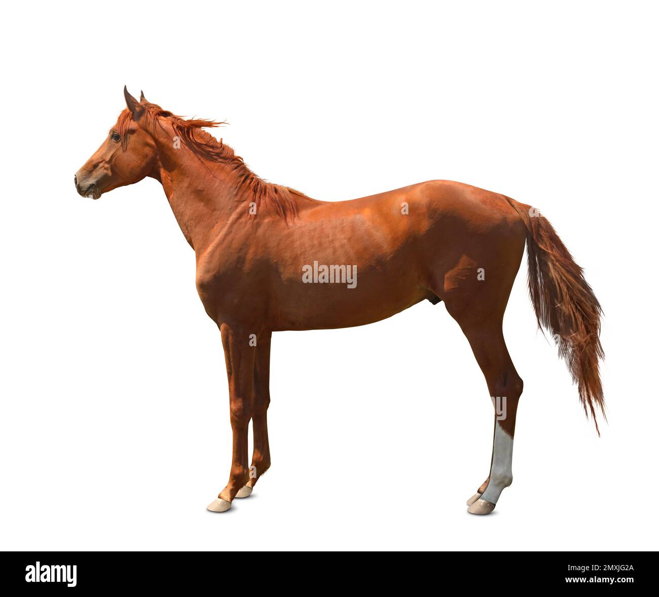 Chestnut Thoroughbred Stallion chestnut-thoroughbred-stallion