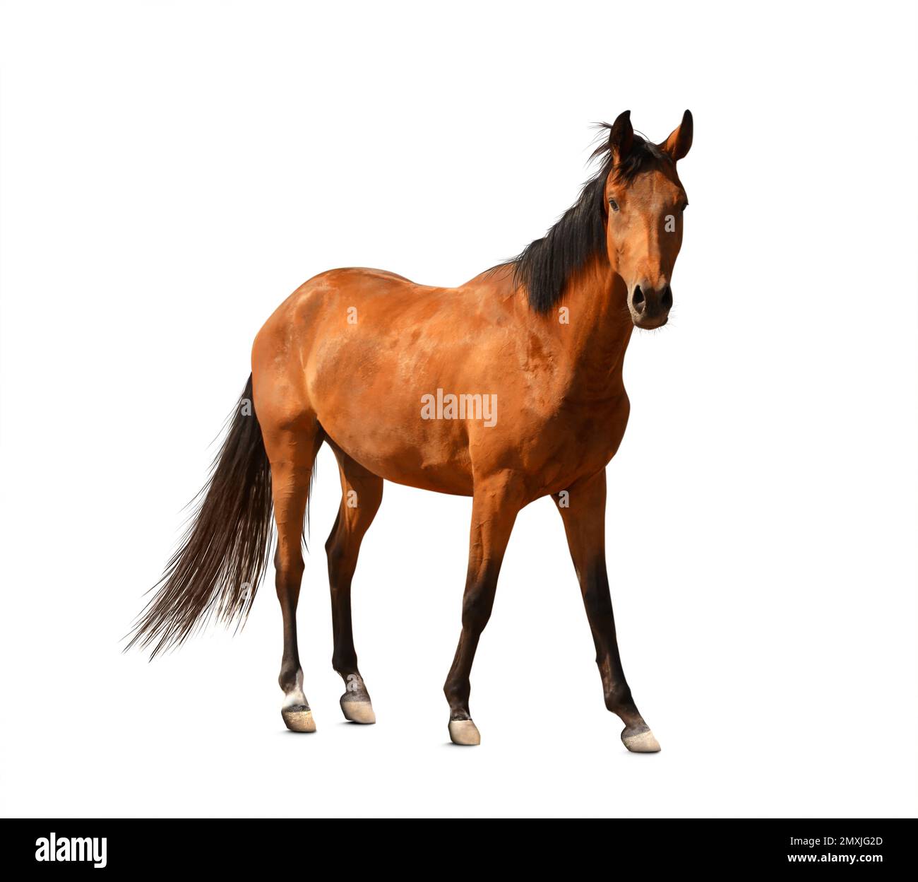 Bay horse standing on white background. Beautiful pet Stock Photo Alamy