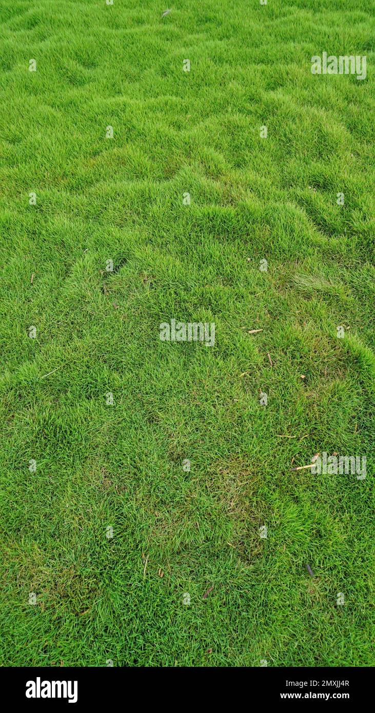 Cynodon dactylon also known as Bermuda, crab, dogs tooth, ethane, durva, dhoob bahama, couch, indian doab, arugampul, grama, wiregrass, scutch grass Stock Photo
