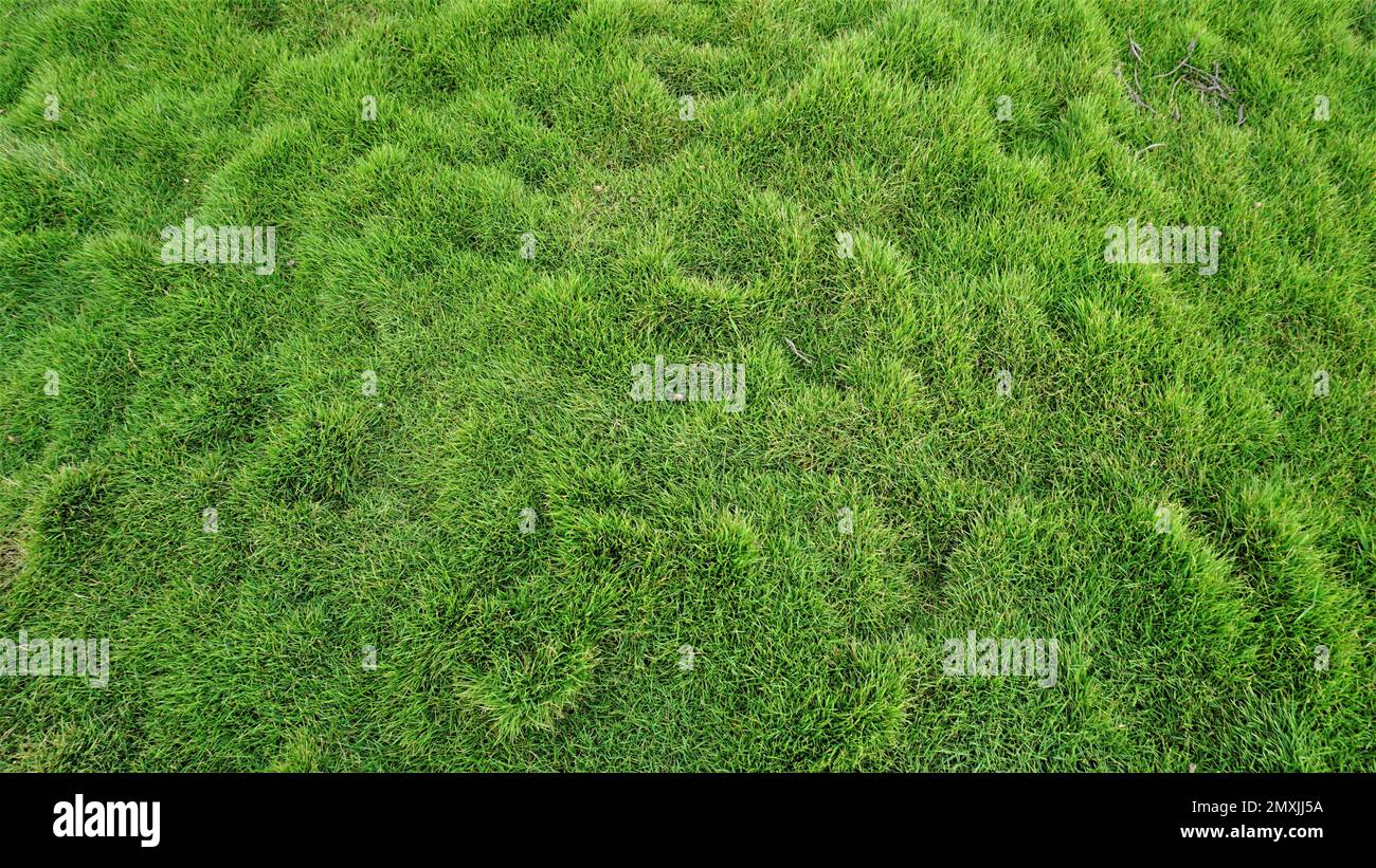 Cynodon dactylon also known as Bermuda, crab, dogs tooth, ethane, durva, dhoob bahama, couch, indian doab, arugampul, grama, wiregrass, scutch grass Stock Photo