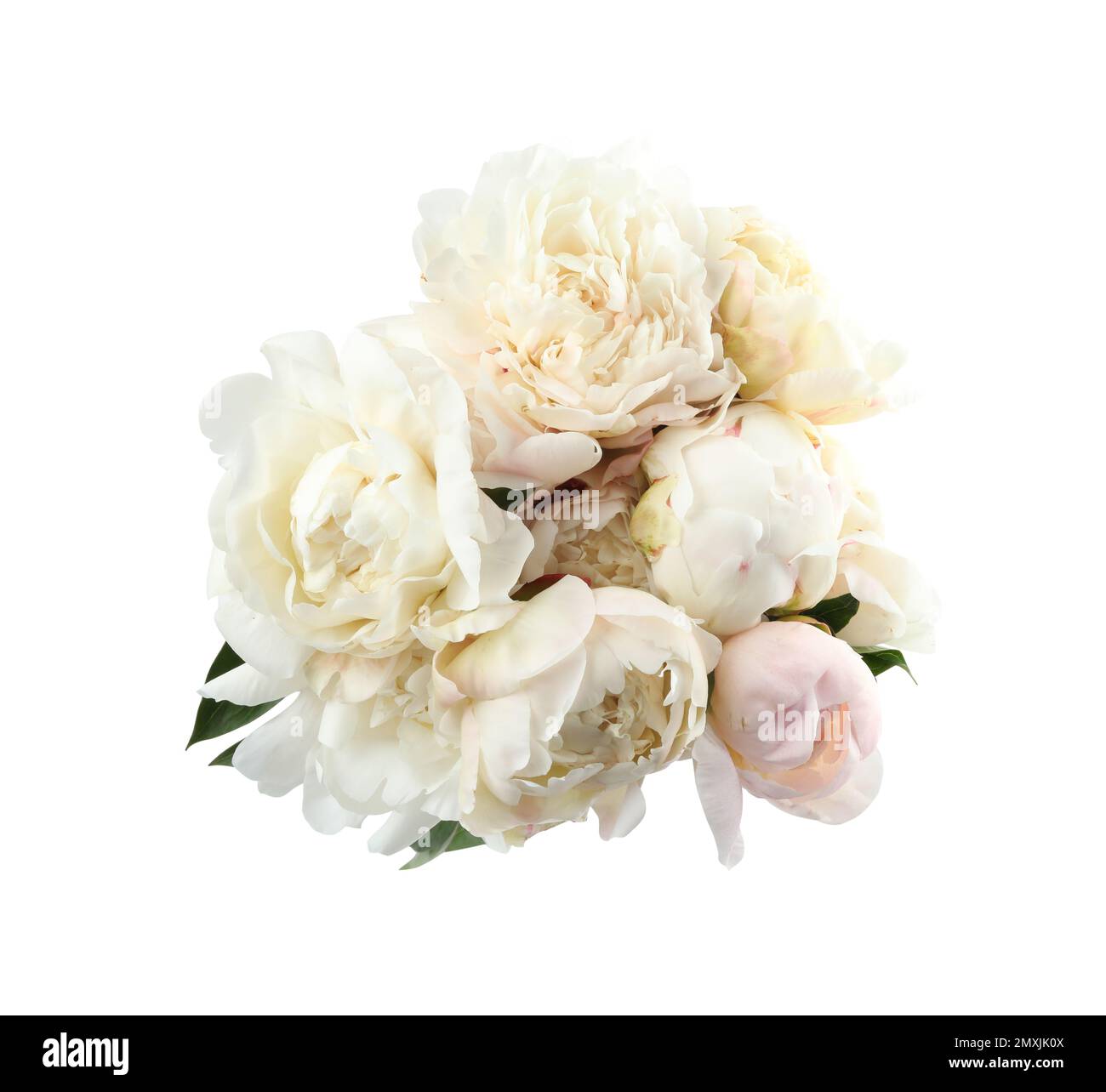 Bouquet of beautiful peonies on white background Stock Photo - Alamy
