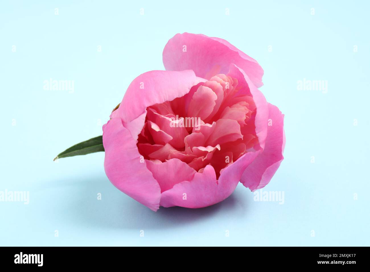Beautiful pink peony on light blue background Stock Photo - Alamy