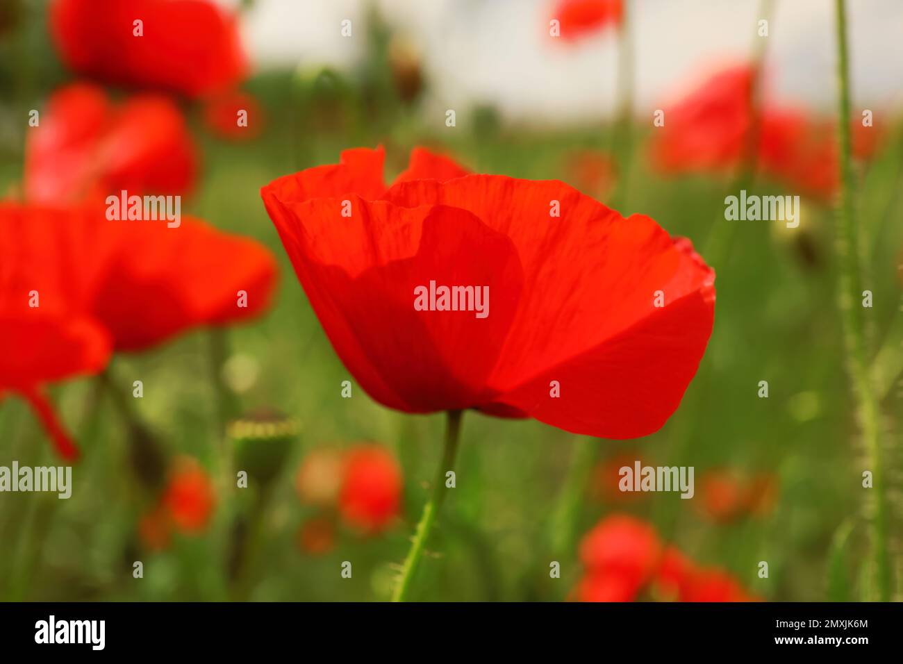 Beautiful red poppy flower growing in field, closeup Stock Photo - Alamy