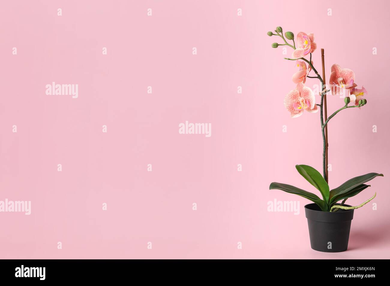 Beautiful artificial plant in flower pot on pink background, space for text Stock Photo