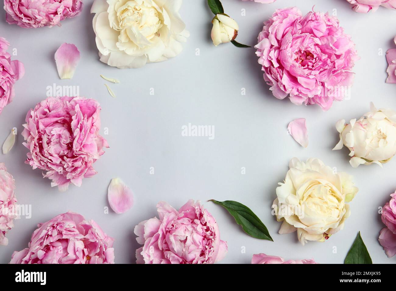 Frame made of beautiful peonies on light grey background, flat lay ...