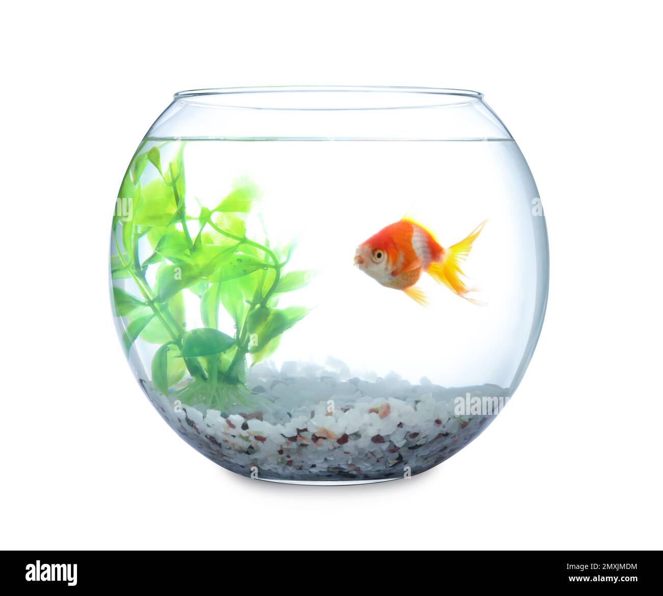 Photo inspiration: Usa Small Goldfish Aquariums Reference: Beautiful Bright Small Goldfish In Round Glass Aquarium Isolated On